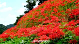松野町・蕨生地区彼岸花群生地｜サムネイル画像