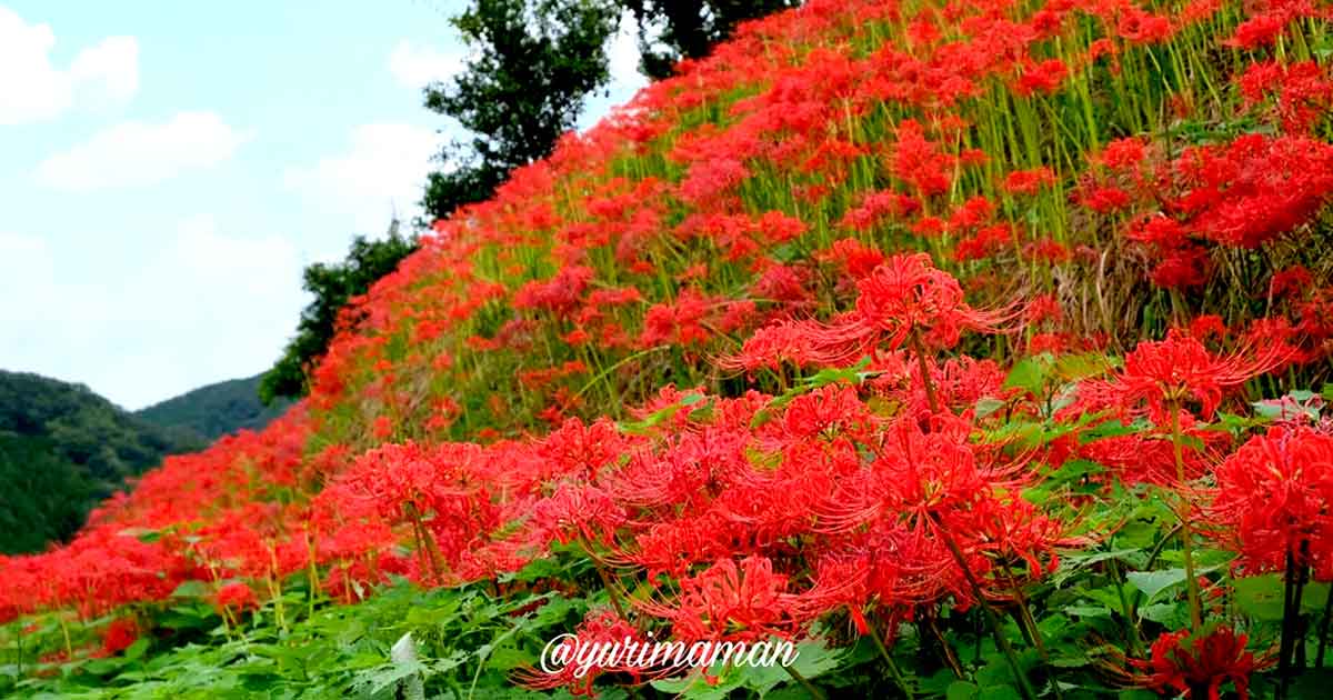 松野町・蕨生地区彼岸花群生地｜サムネイル画像