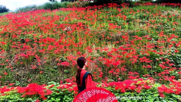 松野町「蕨生の彼岸花群生地」で壁画のように咲き誇る赤い彼岸花3