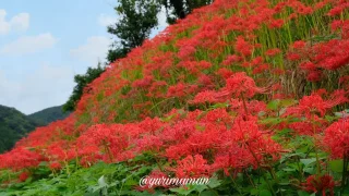 松野町蕨生地区の彼岸花群生地_サムネイル画像