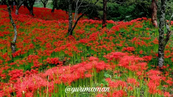 松山市「窪野彼岸花群生地」に広がる一面の赤い彼岸花1