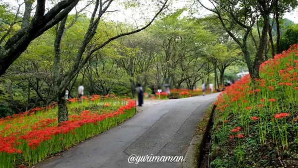 松山市窪野彼岸花群生地の通路沿いに広がる彼岸花