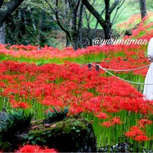松山市「窪野彼岸花群生地」サムネイル画像