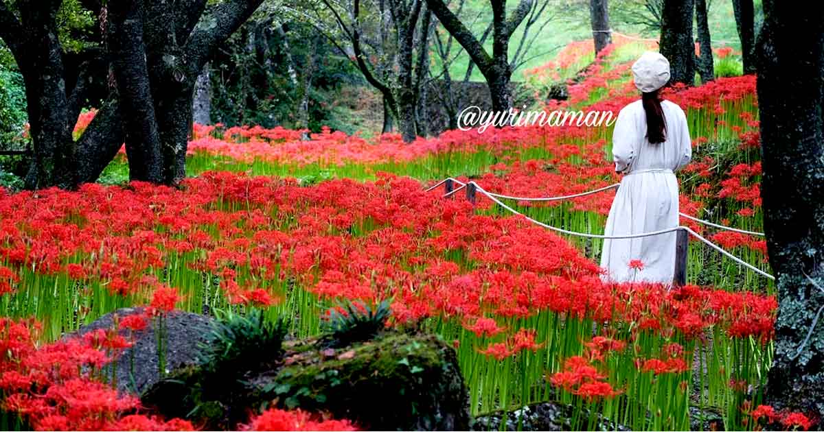 松山市「窪野彼岸花群生地」サムネイル画像