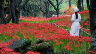 松山窪野彼岸花群生地_サムネイル画像