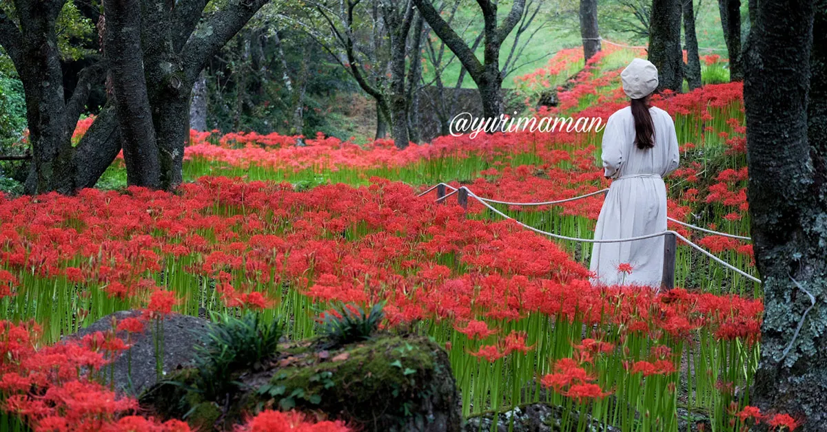 松山窪野彼岸花群生地_サムネイル画像