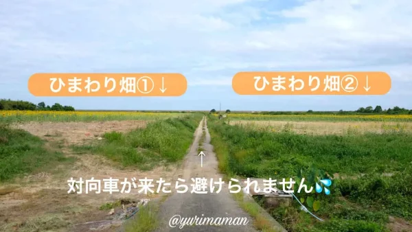 西条市河津原ひまわり畑（過去2023年の見頃の様子）3