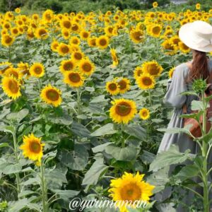 西条市河津原ひまわり畑（2025年最新）サムネイル画像