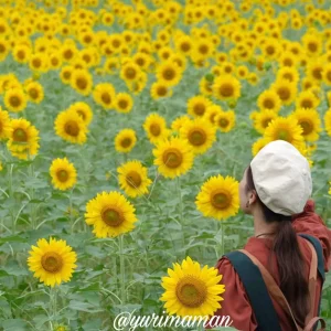 松野町ひまわり畑たいよう農園_サムネイル画像