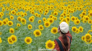 松野町ひまわり畑たいよう農園_サムネイル画像