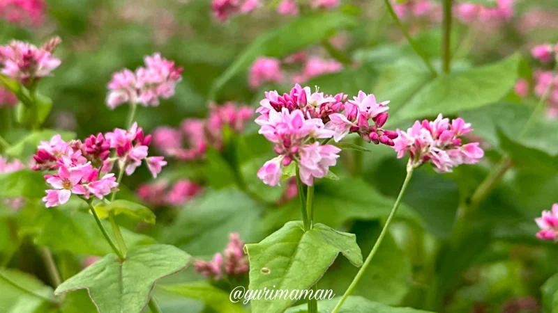 そばの花_東温市井内3