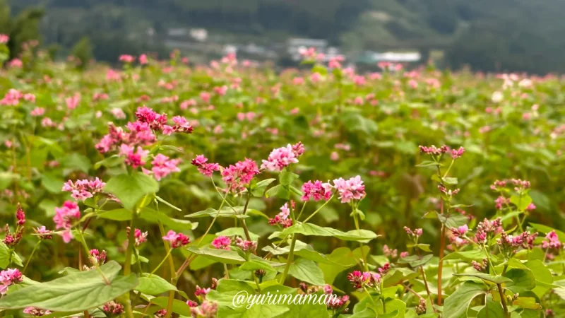 そばの花_東温市井内1