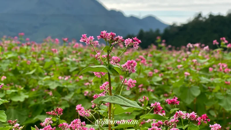 そばの花_東温市井内5