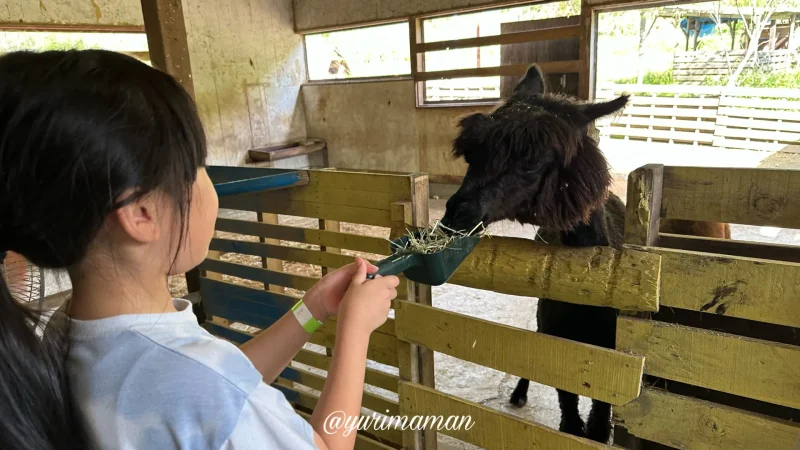 久万高原ふるさと旅行村アルパカ餌やり体験4