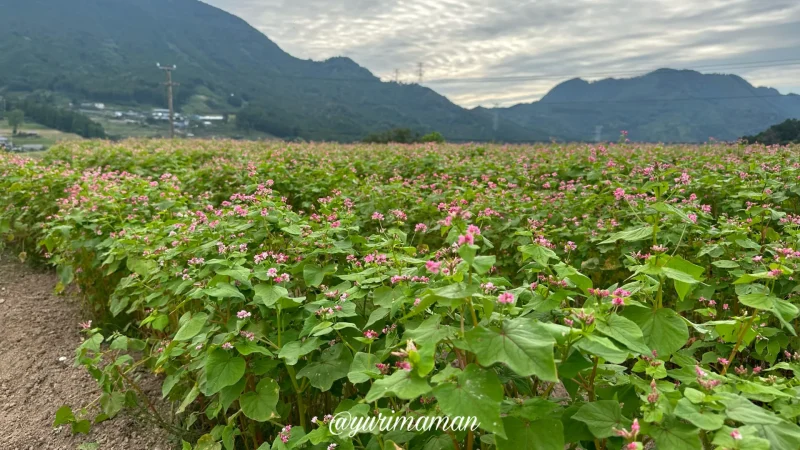 そばの花_東温市井内2