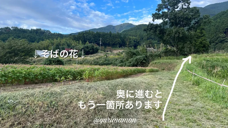 そばの花_東温市井内アクセス2