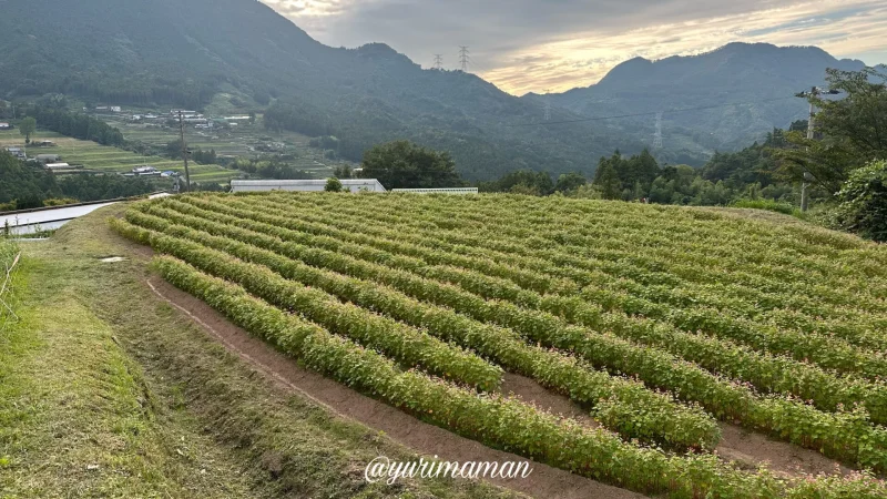 そばの花_東温市井内4