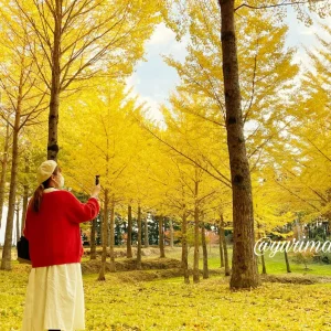 愛媛紅葉イチョウの木スポットまとめ_サムネイル画像