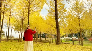 愛媛紅葉イチョウの木スポットまとめ_サムネイル画像