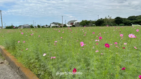 河村ひまわり園2023四国中央市土居町10