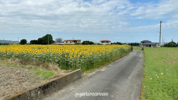 河村ひまわり園2023四国中央市土居町5