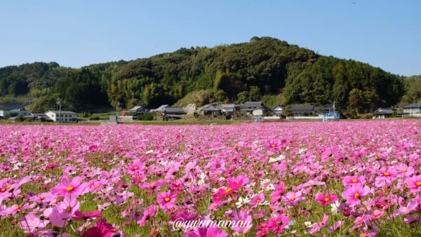 三間町のコスモス畑に咲くピンクや白のコスモス