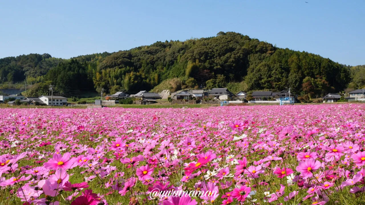 宇和島市三間町「みま町コスモスまつり」2025年のコスモス畑｜約500万本が咲き誇る秋の絶景2