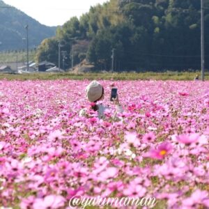 みま町コスモスまつり2025（宇和島）サムネイル画像