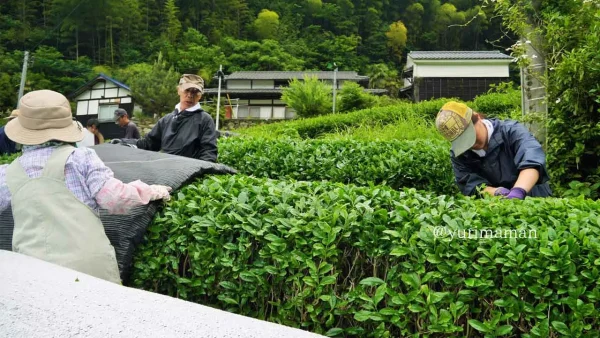 新宮茶の栽培に取り組む道の駅霧の森スタッフ01 - ゆりママんブログ 新宮茶の栽培に取り組む道の駅霧の森スタッフ01