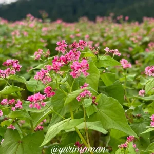 そばの花_東温市井内_サムネイル画像