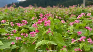 そばの花_東温市井内_サムネイル画像