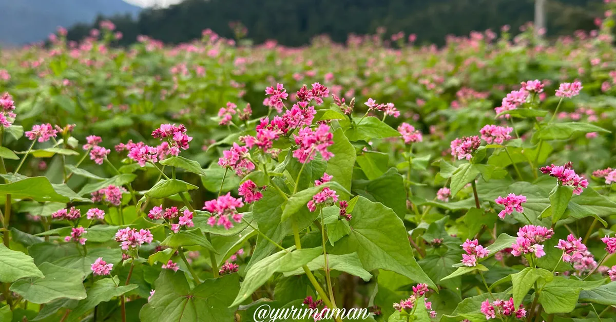 そばの花_東温市井内_サムネイル画像