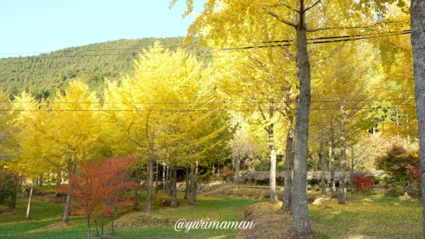 高野展望台_イチョウの木_愛媛県_久万高原町