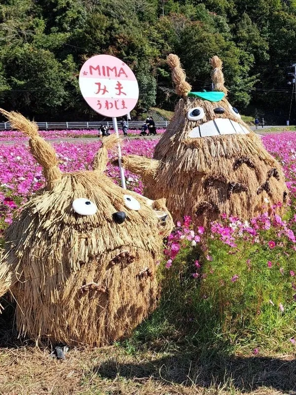 みま町コスモスまつり2025｜宇和島市三間町のコスモス畑に登場するトトロのかかし