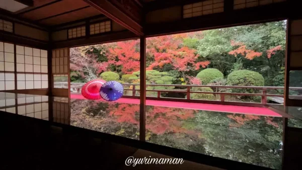 松山市の長建寺｜池の間で見る紅葉ライトアップとガラス天板のリフレクション景色2