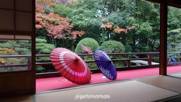 松山市の長建寺の紅葉ライトアップで赤く色づいたもみじのクローズアップ写真1