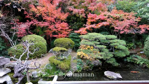 松山市の長建寺の紅葉ライトアップで赤く色づいたもみじのクローズアップ写真2