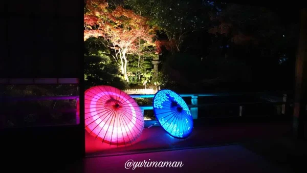 松山市の長建寺庭園で楽しむ紅葉ライトアップ｜ライトに照らされたもみじが鮮やか2