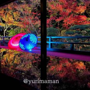 松山市の長建寺で楽しむ紅葉ライトアップ2025｜サムネイル画像