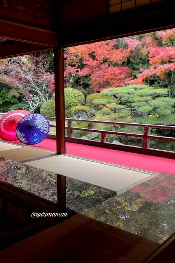 松山市の長建寺｜池の間で見る紅葉ライトアップとガラス天板のリフレクション景色1