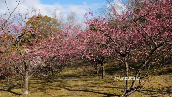 のまうまハイランド河津桜が咲いている様子_見頃の時期に撮影