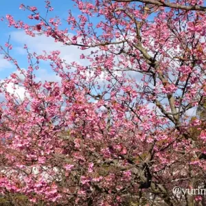 のまうまハイランドの河津桜_サムネイル画像
