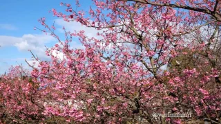 のまうまハイランドの河津桜_サムネイル画像