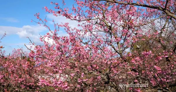 のまうまハイランドの河津桜_サムネイル画像