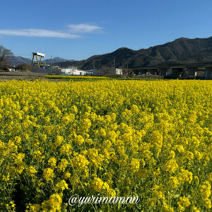 見奈良菜の花畑2024サムネイル画像