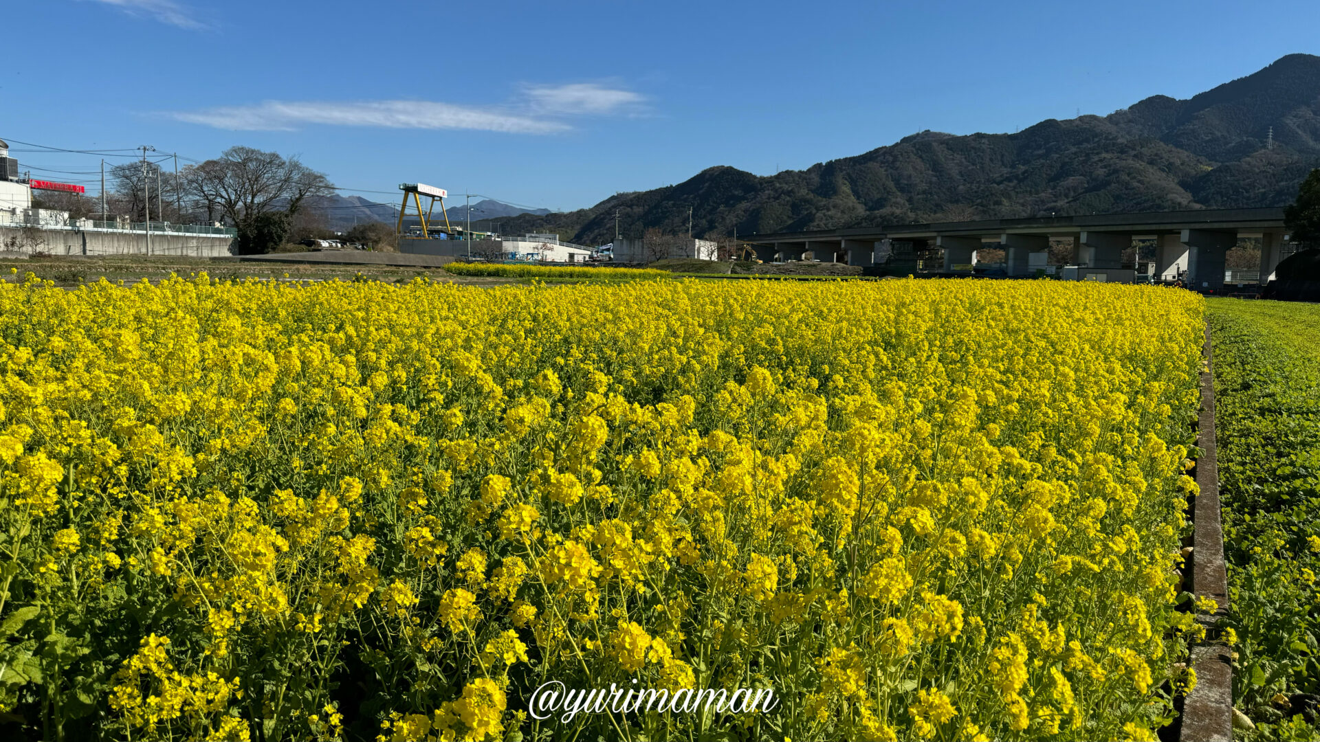 見奈良菜の花畑2024サムネイル画像