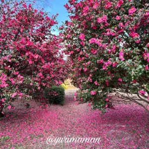 山茶花_船屋乙緑化地帯西条市_サムネイル画像
