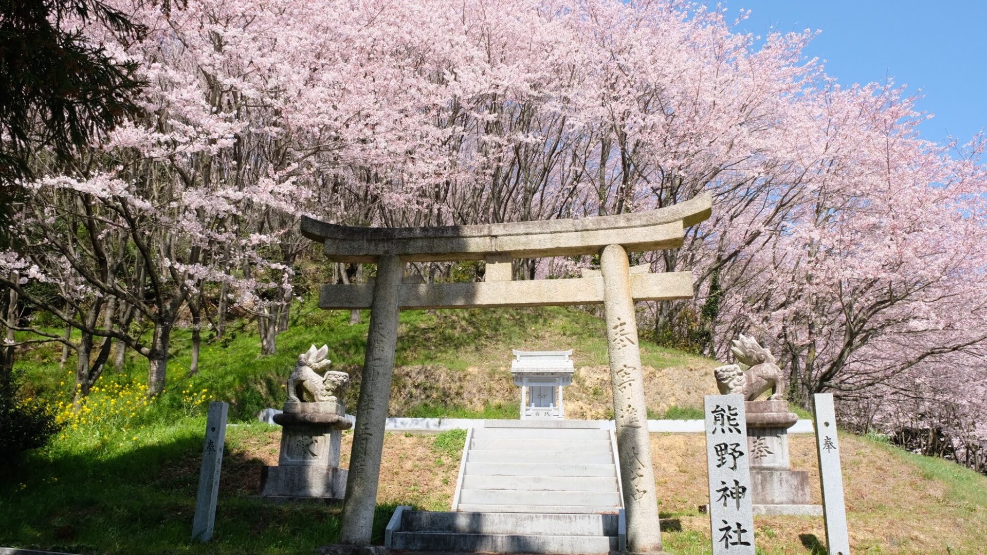熊野神社西条丹原_桜_サムネイル画像