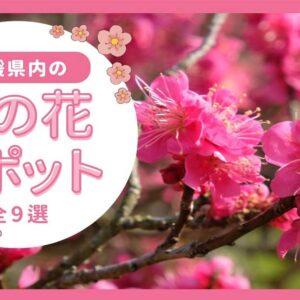 愛媛県内の美しい梅の花スポット9選（2025年版）