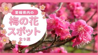 愛媛県内の美しい梅の花スポット9選（2025年版）